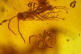 Detailed Fossil Spiders, Springtails and Flies in Baltic Amber #163499-4